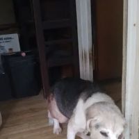 Indian Mountain Hospital for Animals ico