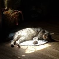 Parkersburg Veterinary Services ico
