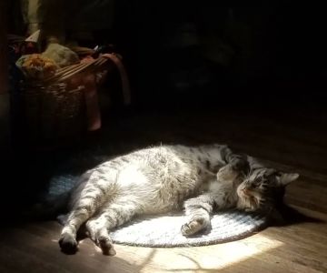 Parkersburg Veterinary Services