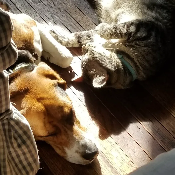 Parkersburg Veterinary Services 3