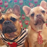 Cain Veterinary Clinics ico