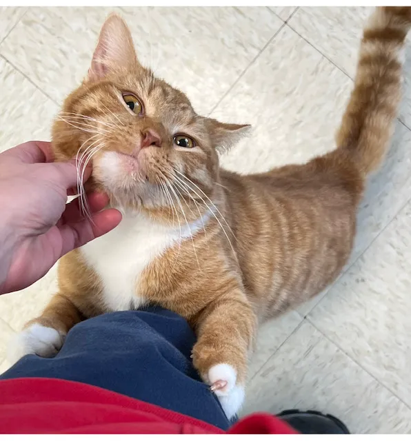 New Martinsville Animal Hospital 6