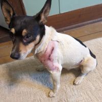 New Martinsville Animal Hospital ico