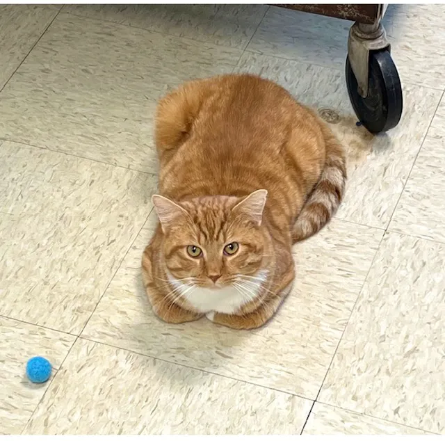 New Martinsville Animal Hospital 8