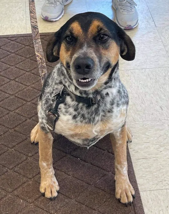 New Martinsville Animal Hospital 9