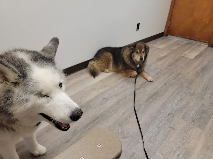 Gold Ribbon Veterinary Clinic LLC 12