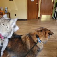 Gold Ribbon Veterinary Clinic LLC ico