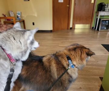 Gold Ribbon Veterinary Clinic LLC