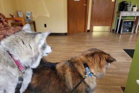 Gold Ribbon Veterinary Clinic LLC
