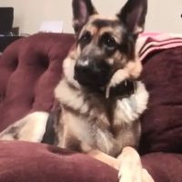 Appletree Veterinary Clinic ico