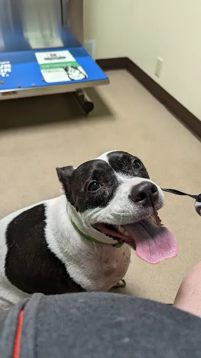 Town & Country Veterinary Clinic: Yosick Drew DVM 1