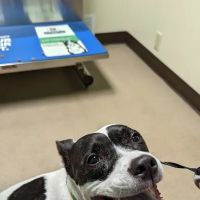 Town & Country Veterinary Clinic: Yosick Drew DVM ico