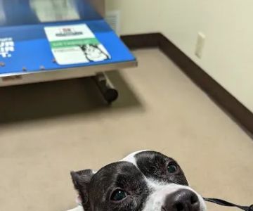 Town & Country Veterinary Clinic: Yosick Drew DVM