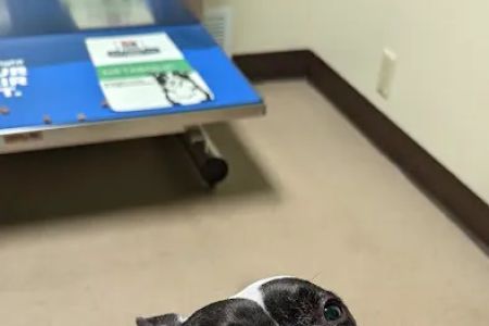 Town & Country Veterinary Clinic: Yosick Drew DVM