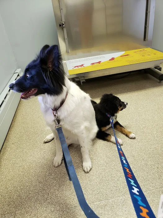 Town & Country Veterinary Clinic 2
