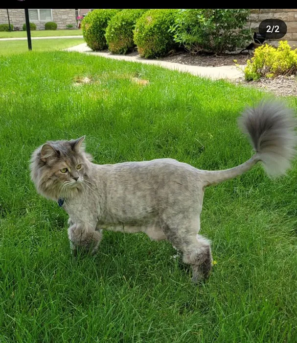 Veterinary Wellness Center of Green and The Cat Clinic 3