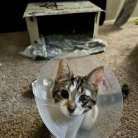 Veterinary Wellness Center of Green and The Cat Clinic ico