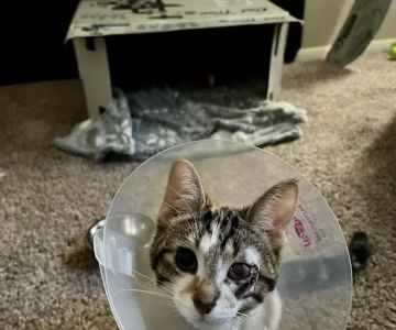 Veterinary Wellness Center of Green and The Cat Clinic