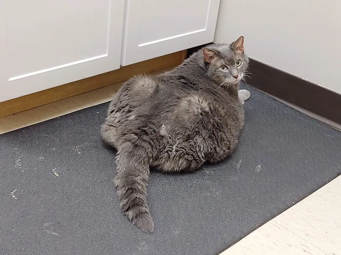 Buckeye Veterinary Clinic 3