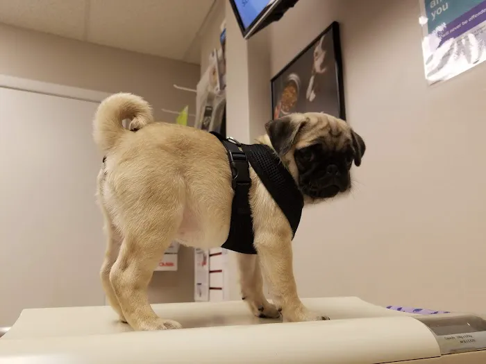 Buckeye Veterinary Clinic 2