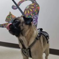 Buckeye Veterinary Clinic ico