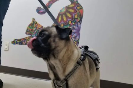 Buckeye Veterinary Clinic