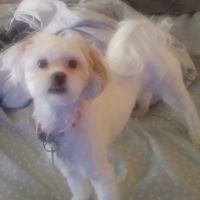 VIP Petcare Vaccination Clinic ico