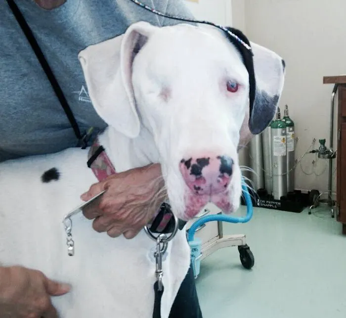 Lake Cable Animal Hospital 12