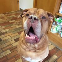 Belpar Pet Care Centre ico