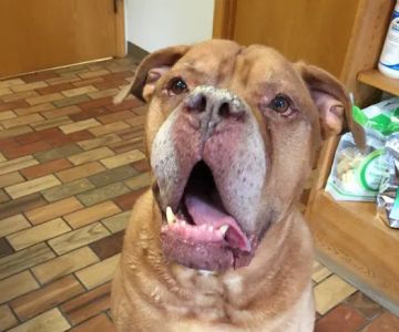 Belpar Pet Care Centre