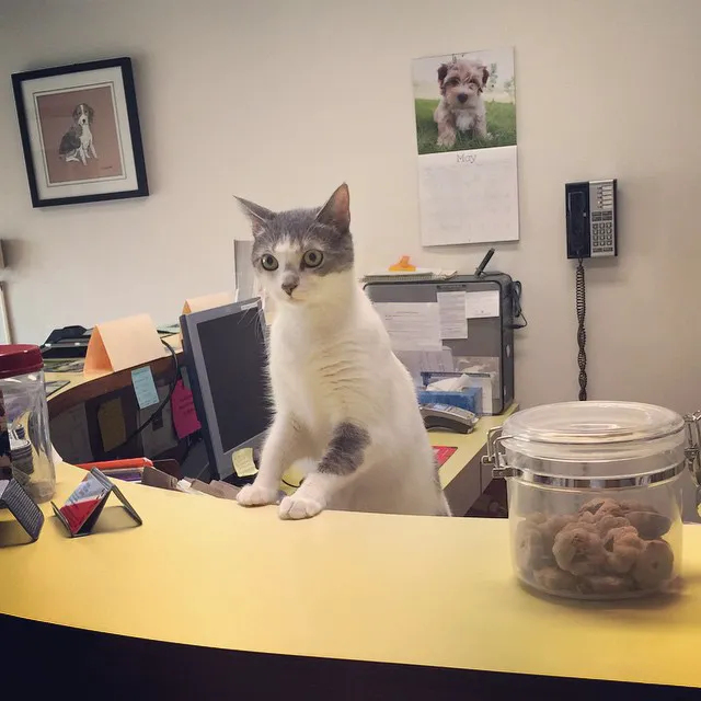 Belpar Pet Care Centre 12