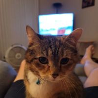 Mellett Animal Hospital ico