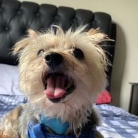 CoTwins Veterinary Care ico