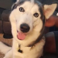 Banfield Pet Hospital ico