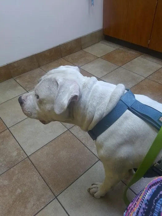 Banfield Pet Hospital 12