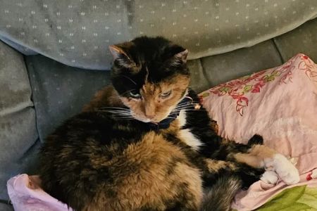 Stark County Veterinary Emergency Clinic
