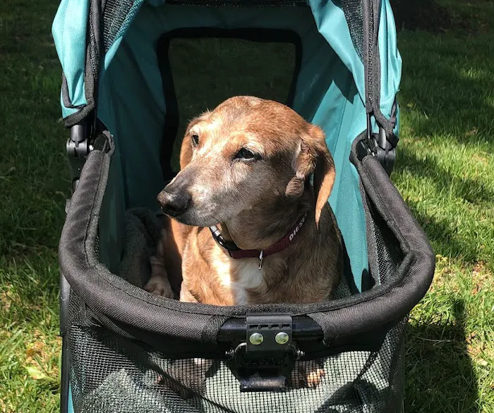 Stark County Veterinary Emergency Clinic 12