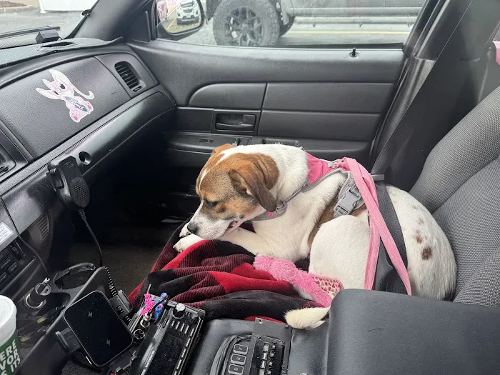 Stark County Veterinary Emergency Clinic 12