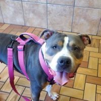 Thompson Animal Hospital ico