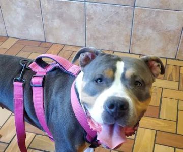 Thompson Animal Hospital