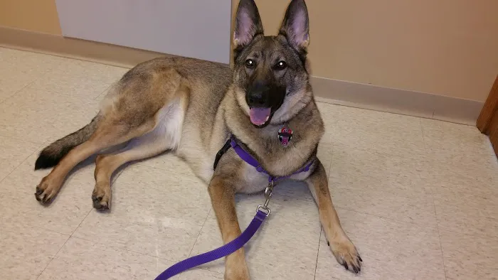 North Canton Veterinary Clinic 12
