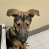 North Canton Veterinary Clinic ico