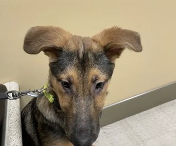 North Canton Veterinary Clinic