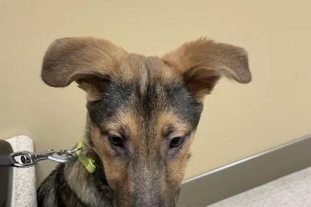 North Canton Veterinary Clinic