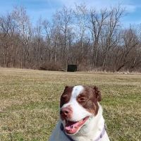 Veterinary Wellness Center of North Canton ico