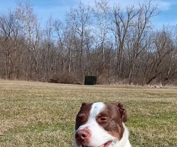 Veterinary Wellness Center of North Canton