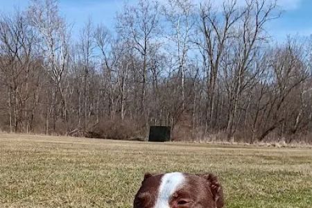 Veterinary Wellness Center of North Canton