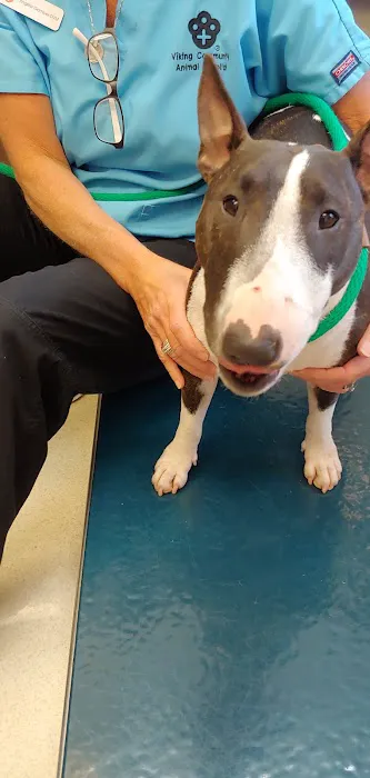 Viking Community Animal Hospital 5