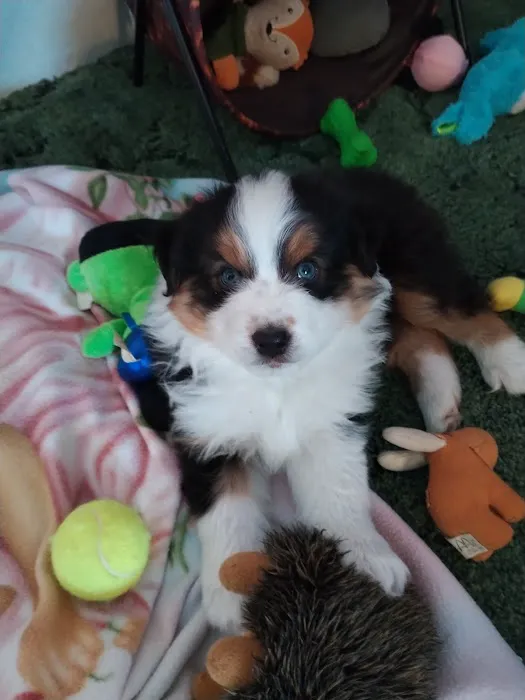 Viking Community Animal Hospital 9