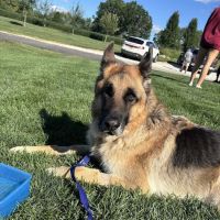 For Paws Blue Cross Animal Hospital ico